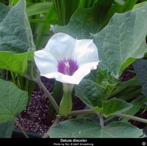 moon plant